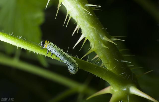 比辛硫磷强10倍，蛴螬、地老虎、蚜虫、粉虱都能治，打一遍就见效3