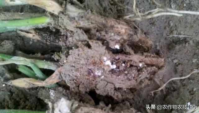 大葱高产种植注意事项，育苗、水肥、病害管理怎么做呢？12