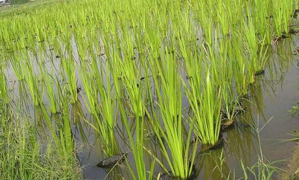 茭白栽植容易高产难，掌握以下几点高质又高产5