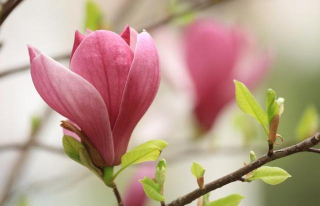 玉兰花花语