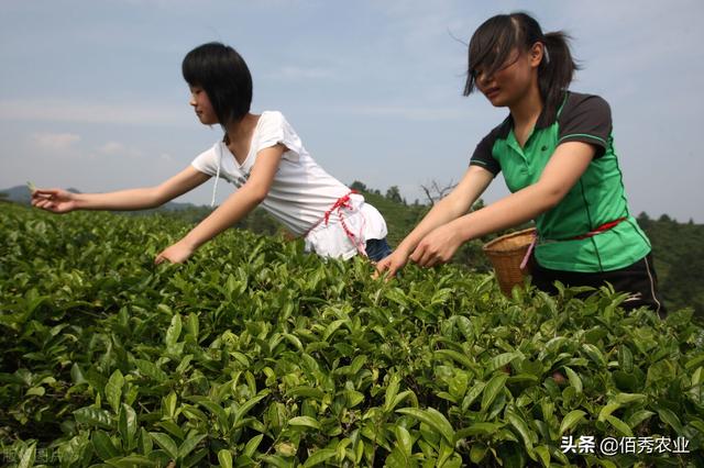 农民种植茶树，很多都用农药，那么茶叶还能放心喝吗？3