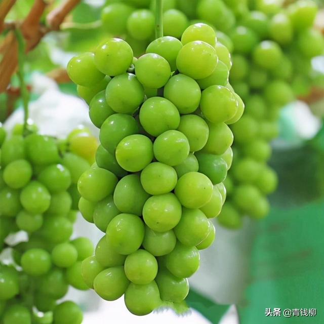 阳光玫瑰葡萄种植技术（光玫瑰葡萄高效栽培五大核心技术）