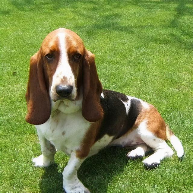 英国猎狐犬