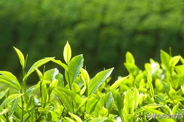 成都绿金健康栽培技术——茶小绿叶蝉的发生与防治管理