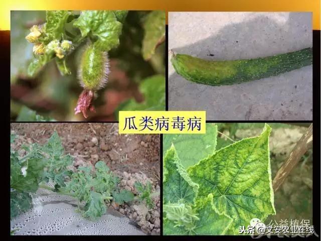 史上最全蔬菜病虫害图谱大全！再也不用请教专家了！8