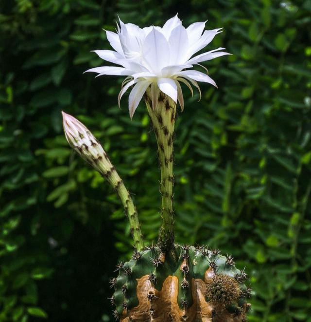 仙人掌开花