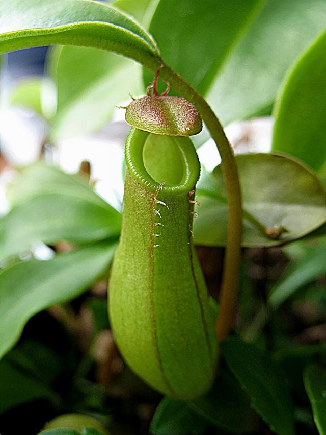 热带雨林植物