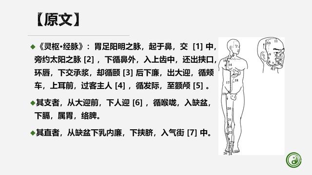 足阳明胃经与腧穴