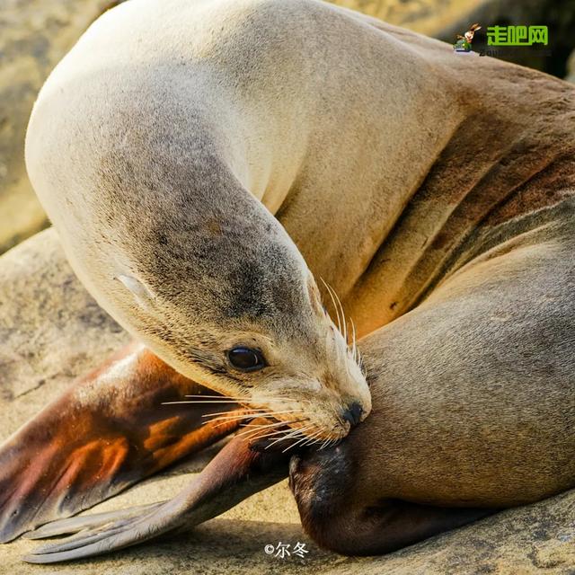 张掖鹅卵石制砂机现货