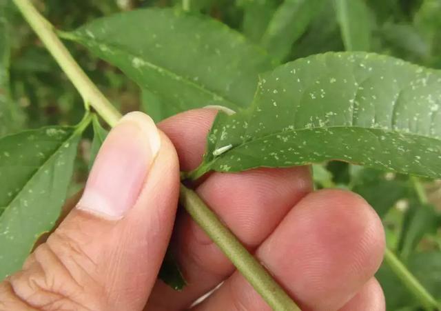 桃树病虫害图片 桃树病虫害图片（桃树病虫害图谱和防治） 生活