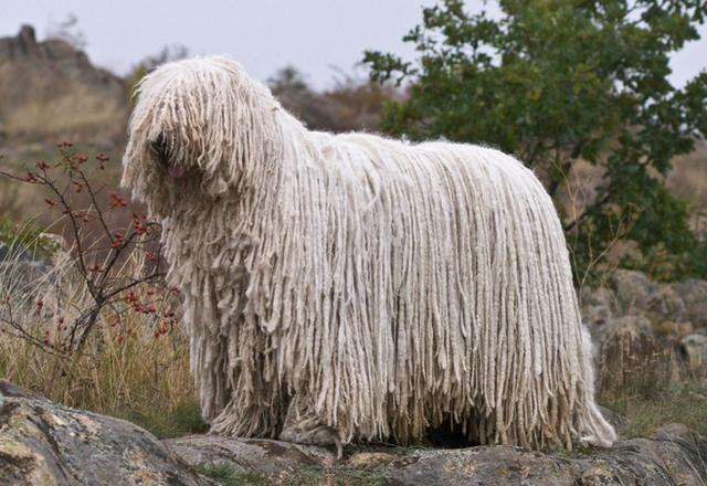 可蒙犬