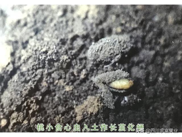 梨子这个虫害危害重，受害后果子发黄脱落，应从四个方面防治4