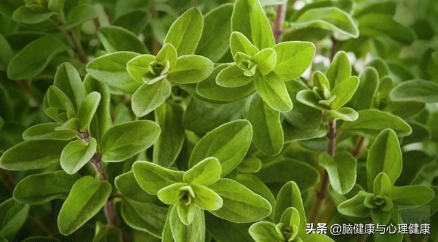 薰衣草精油排行榜