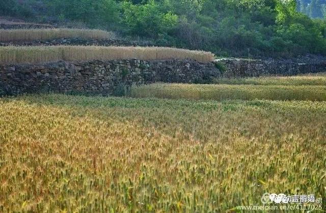 让美育走进家庭之手指印画—小麦