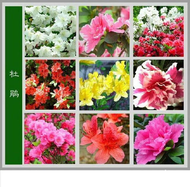 常见的花名字及图片,100种花名图册,收藏起来慢慢看,从此认花不求人?