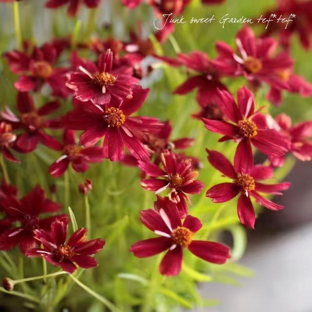 金鸡菊 金鸡菊（金鸡菊花期） 生活