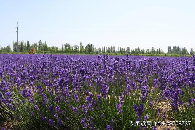 中国最大的薰衣草种植基地