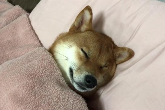 狗狗能在主人卧室睡觉么(狗狗跟主人在床上睡觉好吗)-艾拉养犬