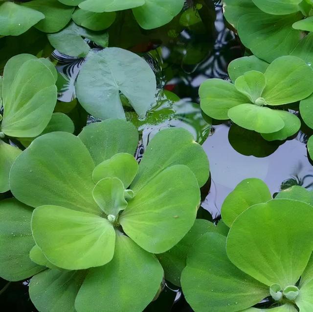 水培植物 水培植物（水培植物根部长绿苔） 生活