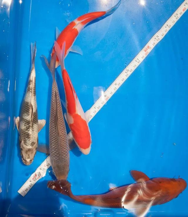 花生油过滤机的渣子能喂鱼吗