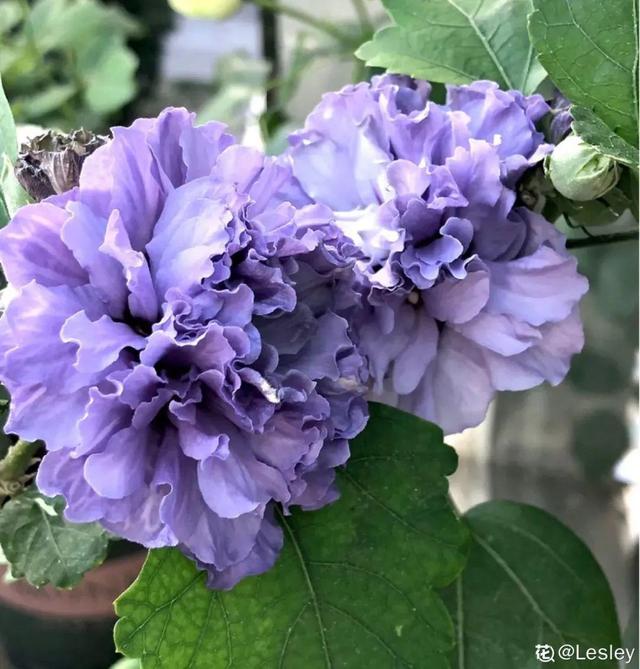 夏天的花 夏天的花（夏天的花怎么画） 生活