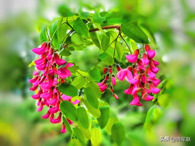 红花槐 红花槐（红花槐树图片） 生活