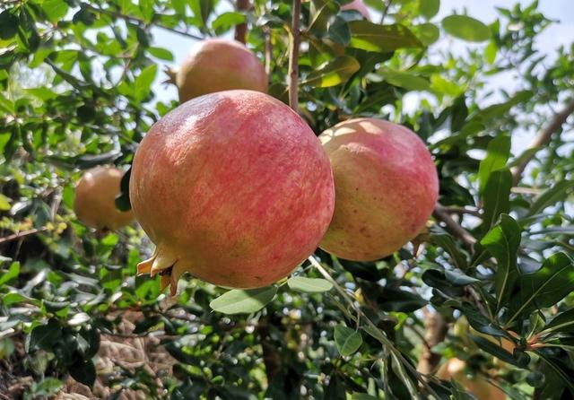 明日白露，别忘“吃3宝”、“做3事”，顺应时节，秋寒秋燥都不怕