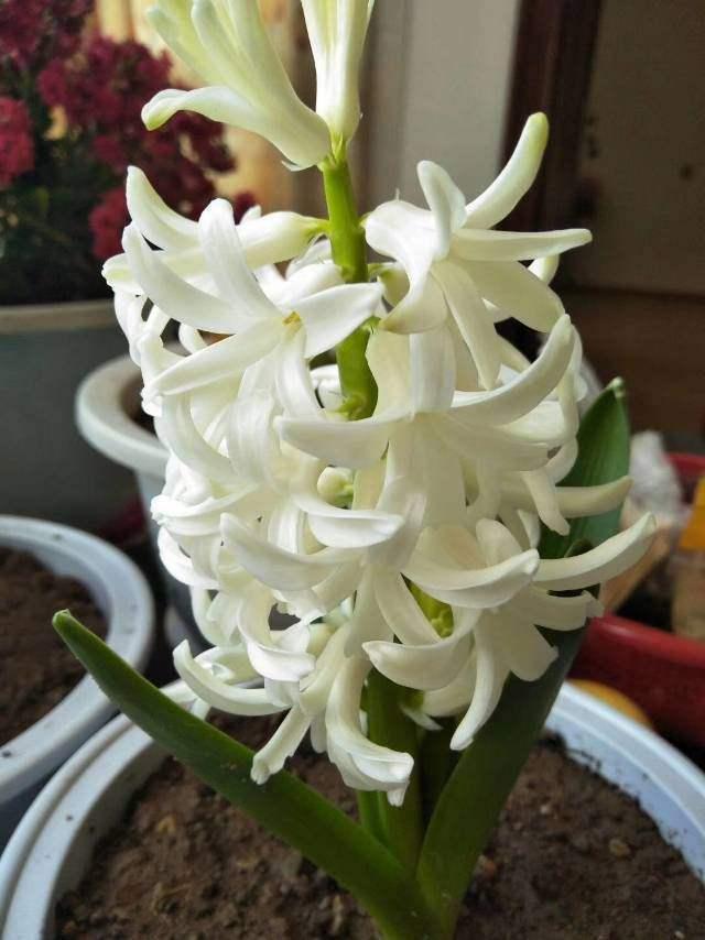 花草图片 花草图片（花草图片高清） 生活