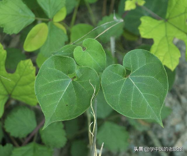 每天学习一味中药——隔山消