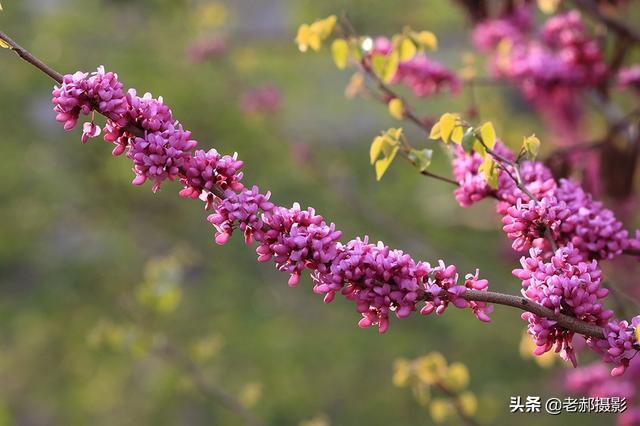 香港的市花是什么