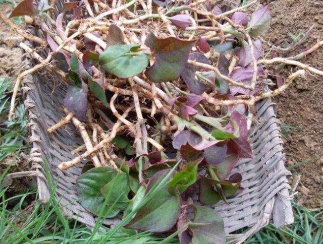 鸡皮肤洗澡用什么