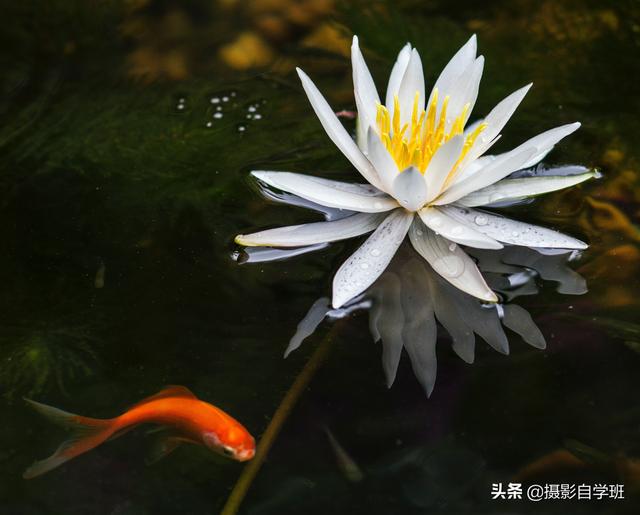 有关荷花的图片 有关荷花的图片（有关荷花的图片简笔画） 生活