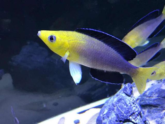 慈鲷(慈鲷科) | 伯乐创业网