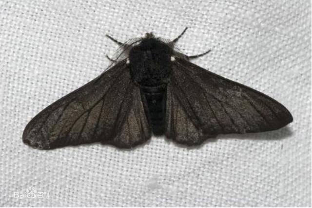 法国贵妇犬蛾(法国贵妇犬蛾) 资讯 第21张