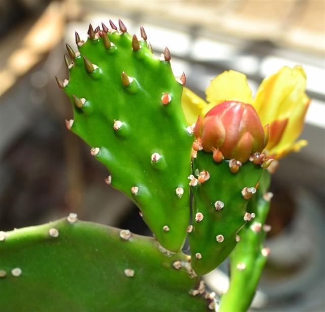 仙人掌开花