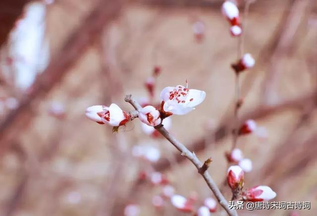 桃花古诗大全，桃花十里诗句？