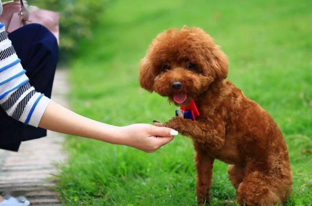 泰迪犬怎么养