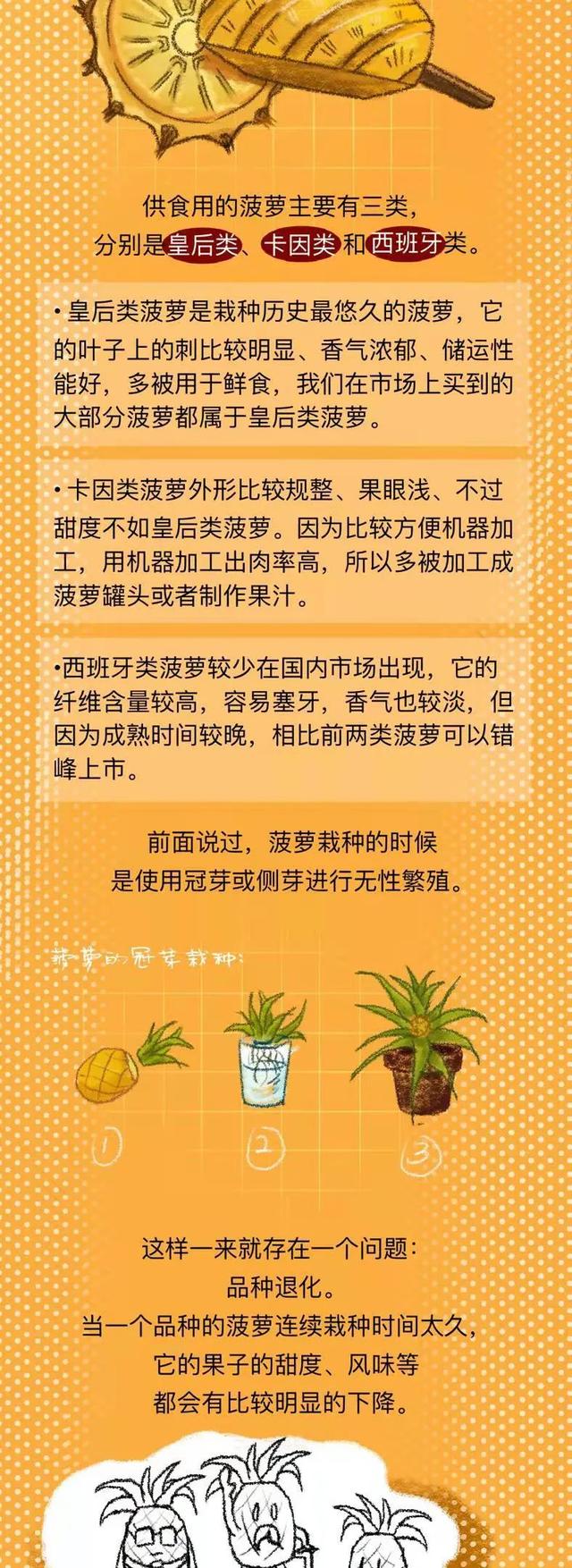 凤梨是什么水果