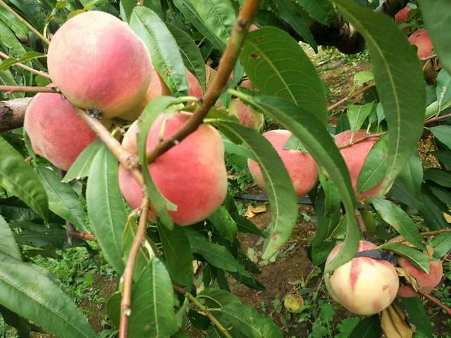 秋季：宜吃果，忌吃瓜，5种“果”经常吃，或能健脾、补气血