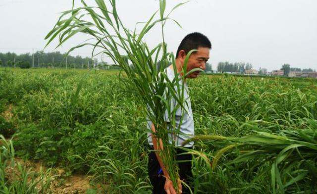 除草工作不好干？这个药你试过没有，效果现在真不错3