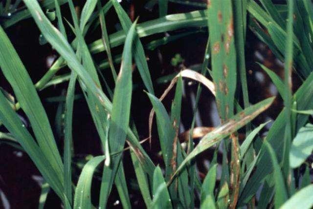 专家细谈：水稻稻瘟病发生特点及防治方法