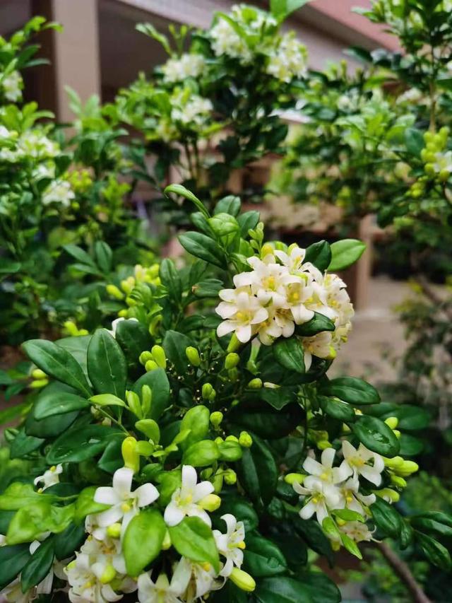 花草图片 花草图片（花草图片高清） 生活