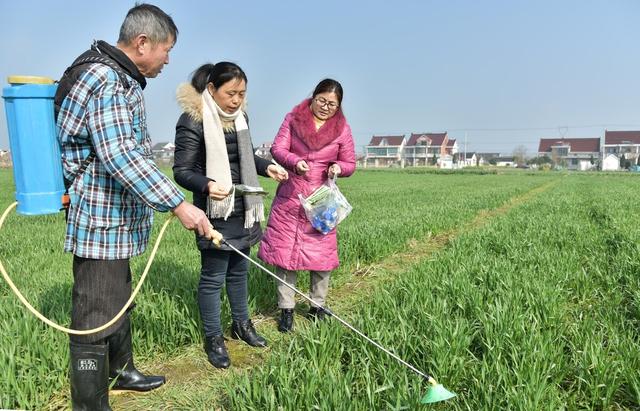 小麦什么时候打矮壮素最好？是冬季以前，春季旺长怎么办？4