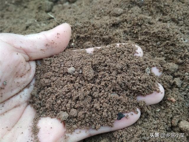 油麦菜细茎中空、抽薹？通过加强土壤间作套种等管理，延长采收期2