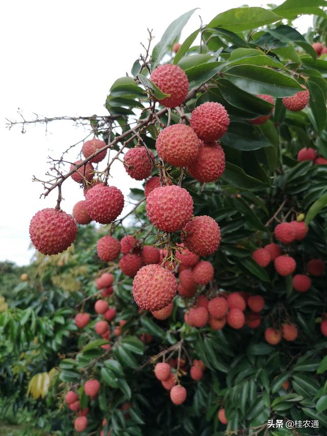 妃子笑荔枝产地  荔枝产地