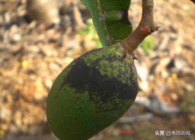 种植的芒果为什么会有黑心腐烂病？怎样预防？需要注意什么？2