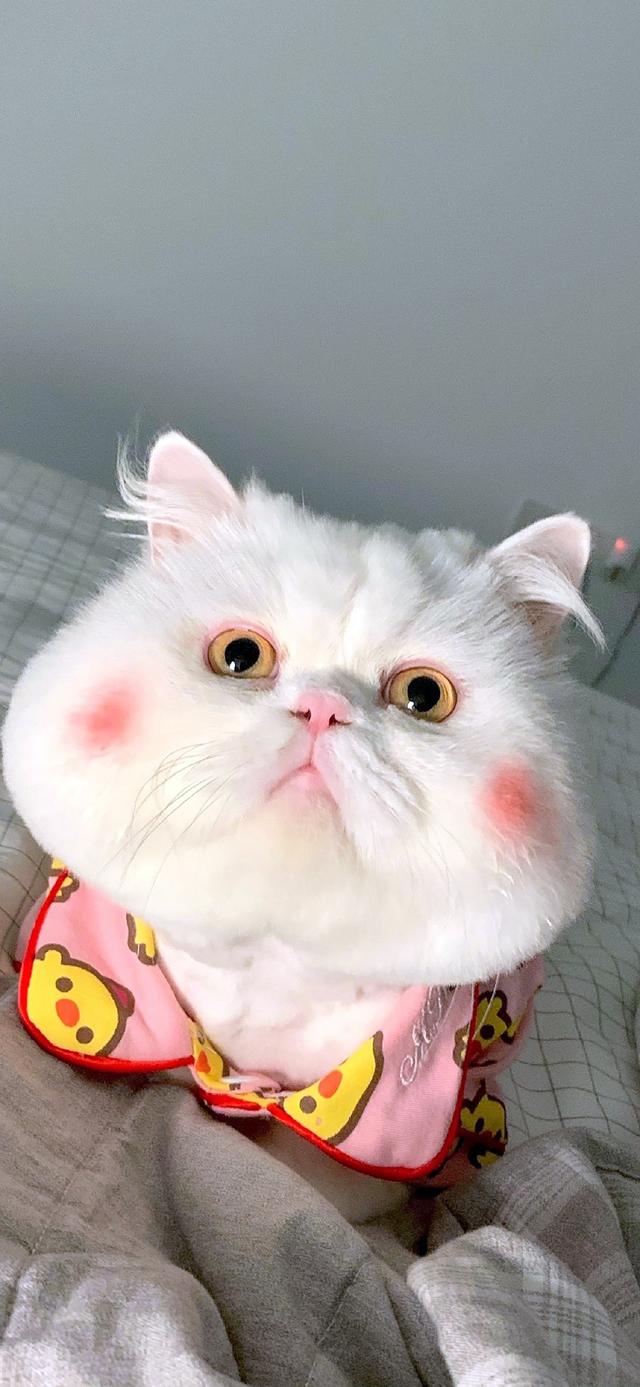 宠物壁纸 宠物壁纸