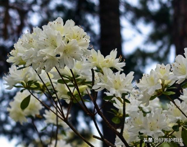 杜鹃花有毒