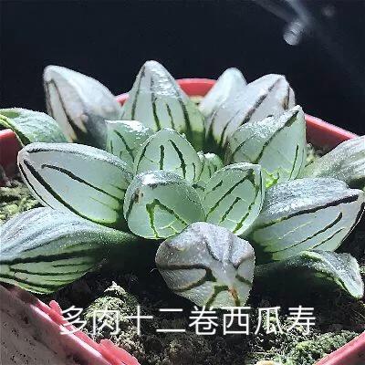 肉肉植物图片