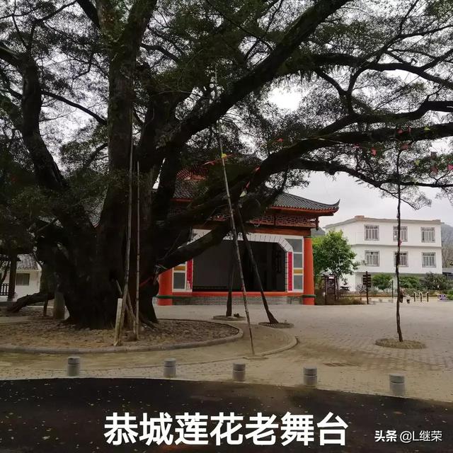 恭城油茶